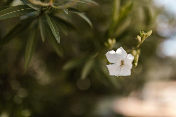 "El aroma de jazmín: un remedio natural para la ansiedad y el estrés" - EcoLiveChile