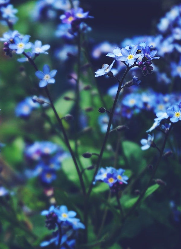 "Flores Silvestres: la fragancia natural que mejora tu salud y bienestar". - EcoLiveChile